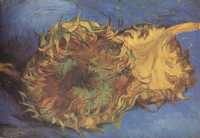 Vincent Van Gogh Two Cut Sunflowers (nn04) oil painting picture